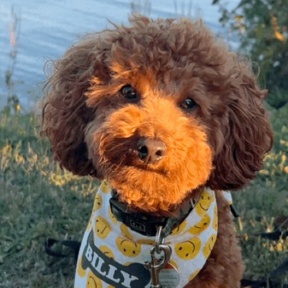 NEW CUSTOM MADE "TIE & GO" Reflective Dog Bandanas - Picture 3 of 11